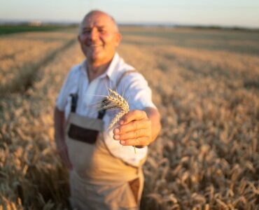 portrait-successful-senior-farmer-agronomist-standing-wheat-field-holding-wheat-crops_342744-1252